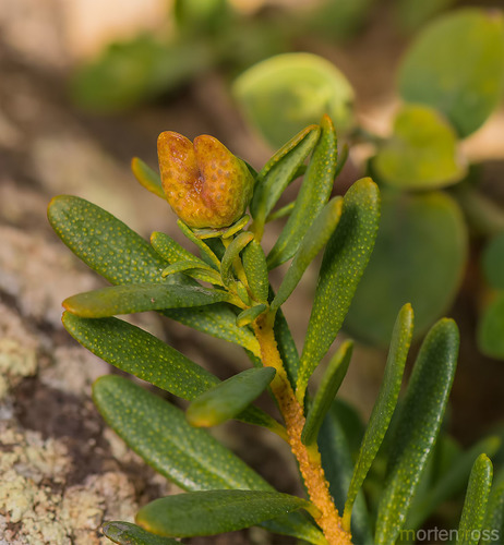 Thamnosma socotrana image