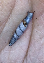 Columbinia