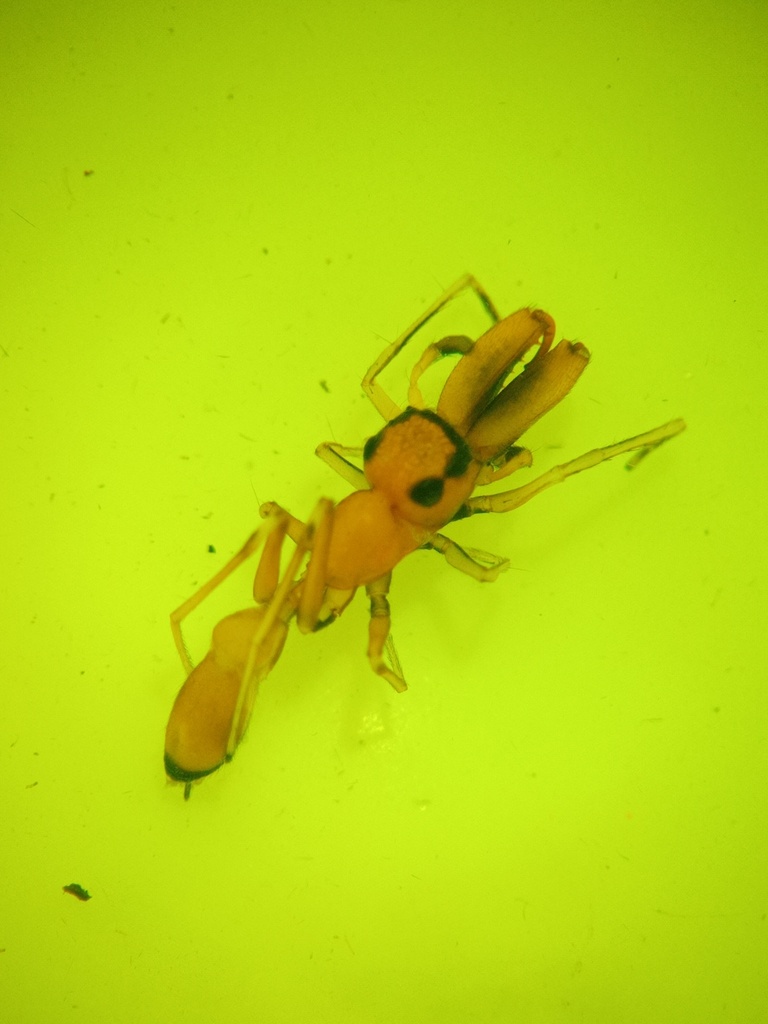 Myrmarachne ramosa