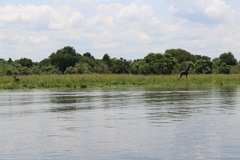 Giraffa camelopardalis rothschildi
