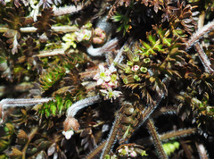 Chaerophyllum colensoi