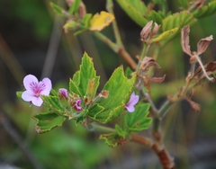 Pelargonium cucullatum strigifolium