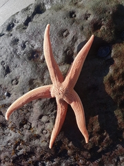 Stichaster striatus