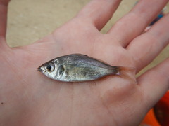 Eucinostomus harengulus