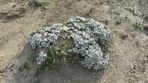 Image of Salvia canescens by no rights reserved