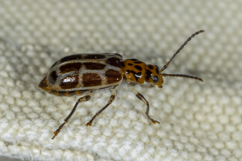 Anisobrotica