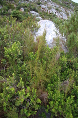 Restio subverticillatus