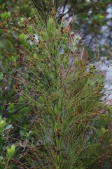 Restio subverticillatus