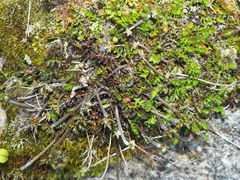 Chaerophyllum colensoi