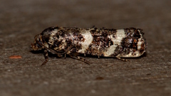 Scolioplecta comptana