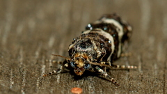 Scolioplecta comptana