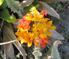 Epidendrum fulgens