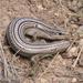 Variable Skink - Photo (c) Chris Harrison, some rights reserved (CC BY-NC), uploaded by Chris Harrison