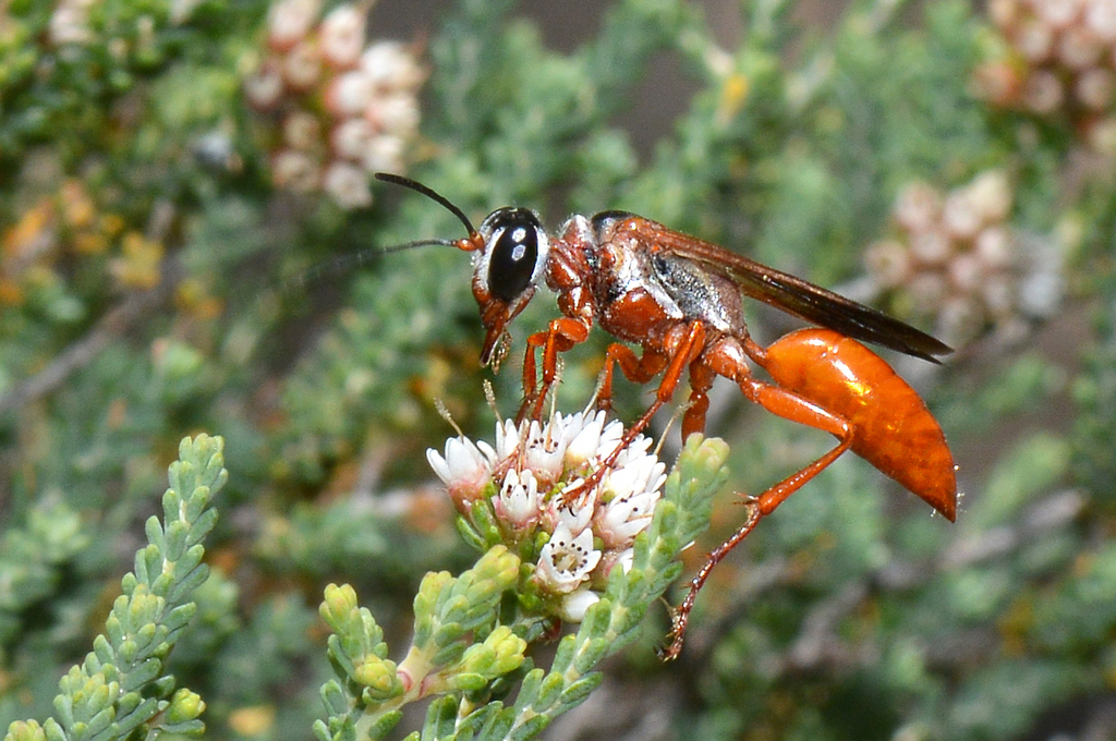 Sphex darwiniensis