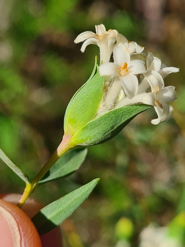 Image of Pimelea stricta by (c) Heath Hunter, some rights reserved (CC BY)