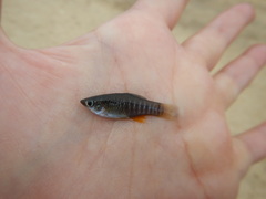 Fundulus xenicus