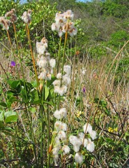 Androtrichum trigynum