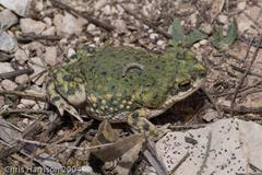 Anaxyrus debilis