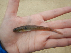 Gobionellus oceanicus