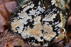 Cylindrobasidium laeve