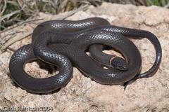 Diadophis punctatus regalis