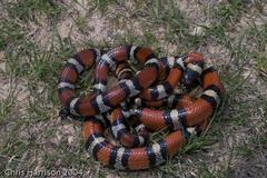 Lampropeltis gentilis