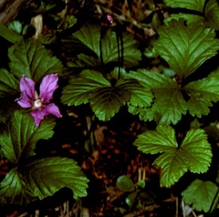 Rubus arcticus acaulis