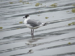 Leucophaeus pipixcan