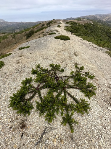 Santa Rosa Island Manzanita foliage