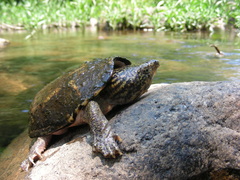 Sternotherus peltifer
