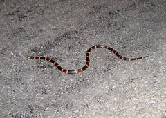 Micrurus tener tener