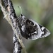 Strecker's Giant Skipper