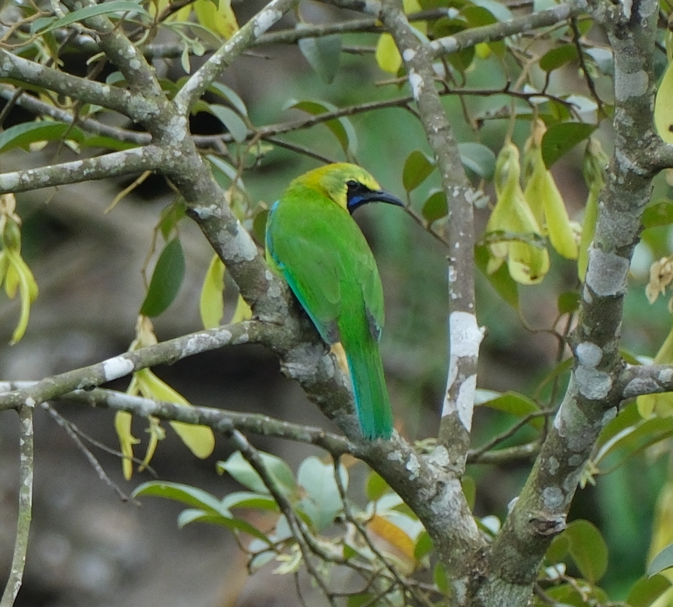 Blue-winged Leafbird