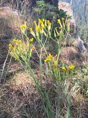 Crepis acuminata