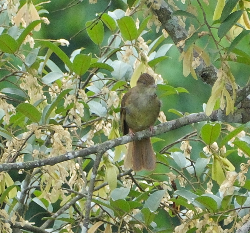Grey-eyed Bulbul