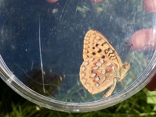 iNaturalist observation photo of Great Basin Fritillary