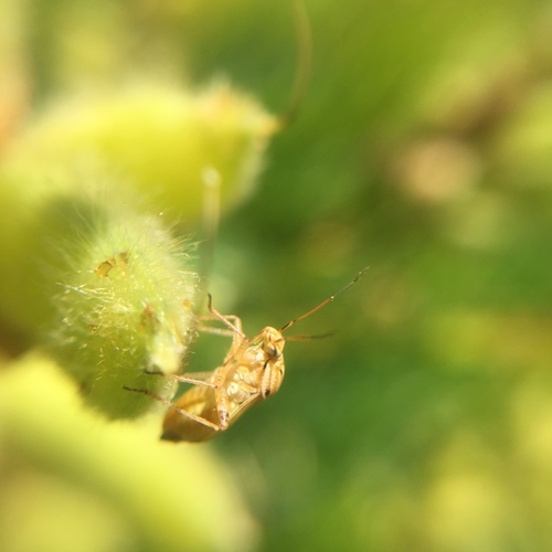 iNaturalist observation photo of Lygus Bugs