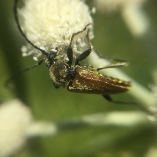 iNaturalist observation photo of Yellow Velvet Beetle