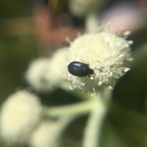 iNaturalist observation photo of Water, Rove, Scarab, Long-horned, Leaf, and Snout Beetles