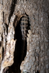 Oplurus cyclurus