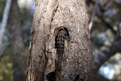 Oplurus cyclurus