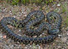 Lampropeltis splendida