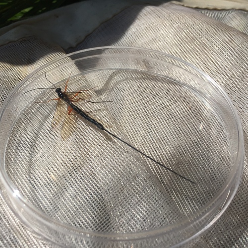 iNaturalist observation photo of Dolichomitus