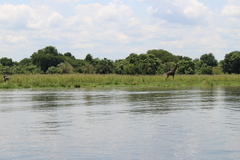 Giraffa camelopardalis rothschildi