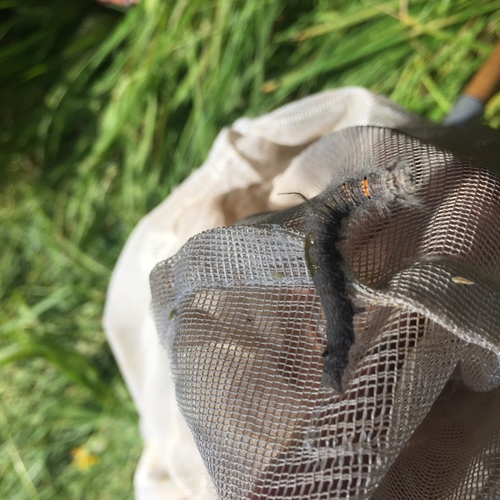 iNaturalist observation photo of American Lappet Moth