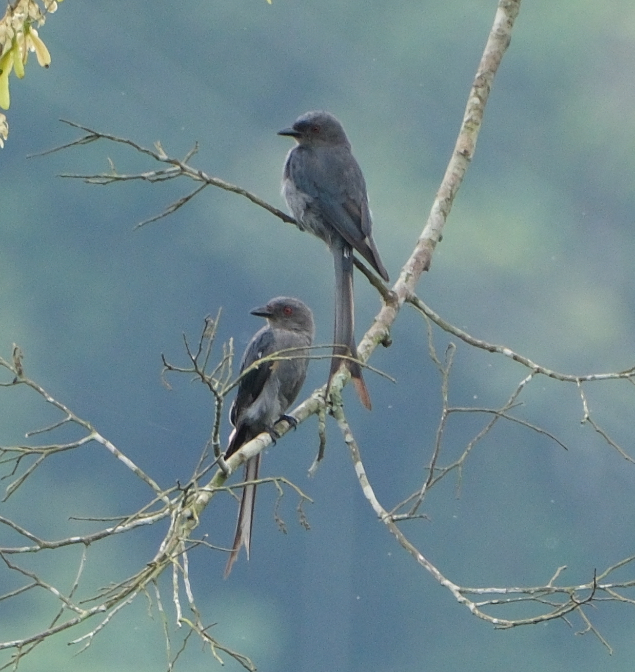 Ashy Drongo