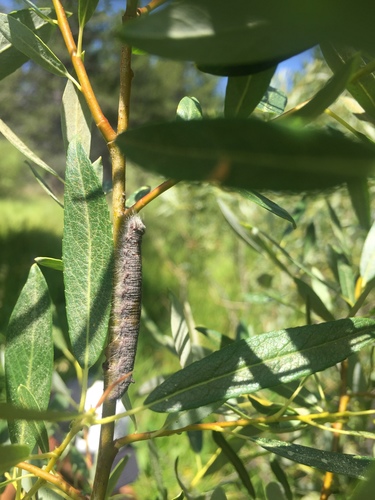 iNaturalist observation photo of Lasiocampinae