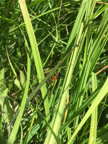 iNaturalist observation photo of Ichneumonid Wasps