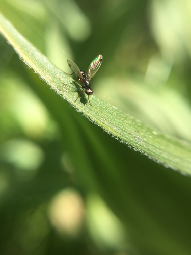 iNaturalist observation photo of Black Scavenger Flies