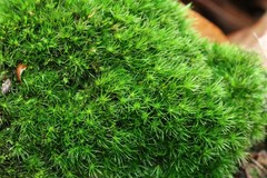 Campylopus flexuosus